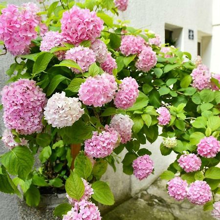 Apartment Cecilija Сини Екстериор снимка
